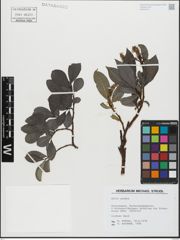 Foto von Salix glabra Scop.